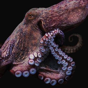 Common Octopus Black Edition Giclée Art Print, 2 of 4