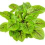 Vegetable Plants Sorrel 'Red Veined' 3x Plug Pack, thumbnail 1 of 8