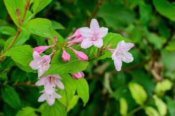 Weigela Plants 'Florida Purpurea', 6 of 6