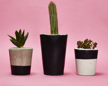 Concrete Pot Tall With Cactus/ Succulent In Black, 3 of 3