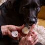 Digby Dog Paw And Nose Wonder Balm, thumbnail 1 of 2