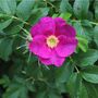 Rose Rosa Rugosa Pink One Plant In Five Litre Pot, thumbnail 1 of 5