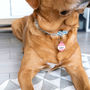 Personalised 'Hello My Name Is' Pet ID Tag, thumbnail 3 of 9