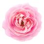 Floribunda Rose Plant 'Special Anniversary', thumbnail 1 of 5