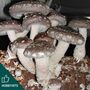 Shiitake Mushroom Grain Spawn 1l, 5l, thumbnail 1 of 4