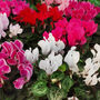 Cyclamen 'See Why' Four X Plant Pack, thumbnail 5 of 5