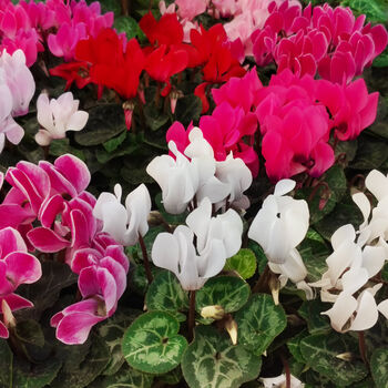 Cyclamen 'See Why' Four X Plant Pack, 5 of 5