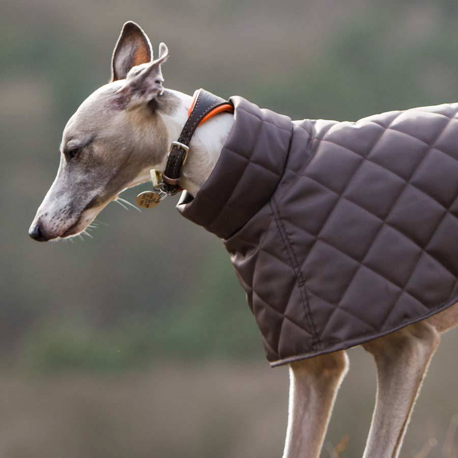 Quilted Showerproof Washable Dog Coat By Redhound for Dogs ...