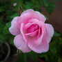 Floribunda Rose 'Queen Elizabeth' Bare Rooted Plant, thumbnail 3 of 6