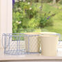 Home Grown Indoor Plant Pots In Basket, thumbnail 4 of 9