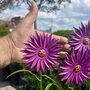 Aster Garden Sculpture Stakes Set Of Five, thumbnail 3 of 4