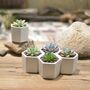 Small Hexagon Plant Pot Choice Of Succulent Or Cacti, thumbnail 2 of 6