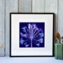 Agapanthus Number One, Fine Art Print, thumbnail 1 of 4