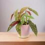 Polka Dot Begonia – Begonia Maculata 12cm Pot, thumbnail 6 of 9