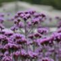Verbena 'Bonariensis' Seeds, thumbnail 3 of 4