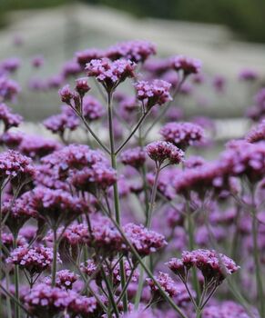 Verbena 'Bonariensis' Seeds, 3 of 4