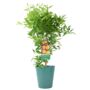 Citrus Clementine Tree – 5 L Pot Fruiting Plant, thumbnail 5 of 5