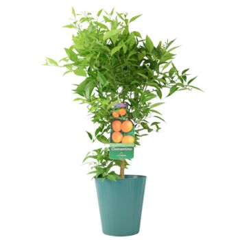 Citrus Clementine Tree – 5 L Pot Fruiting Plant, 5 of 5