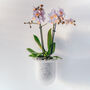 Orla, Wall Mounted Glass Planter, Ideal For Orchids, thumbnail 3 of 11