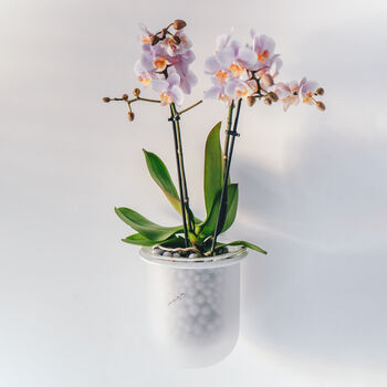 Orla, Wall Mounted Glass Planter, Ideal For Orchids, 3 of 11