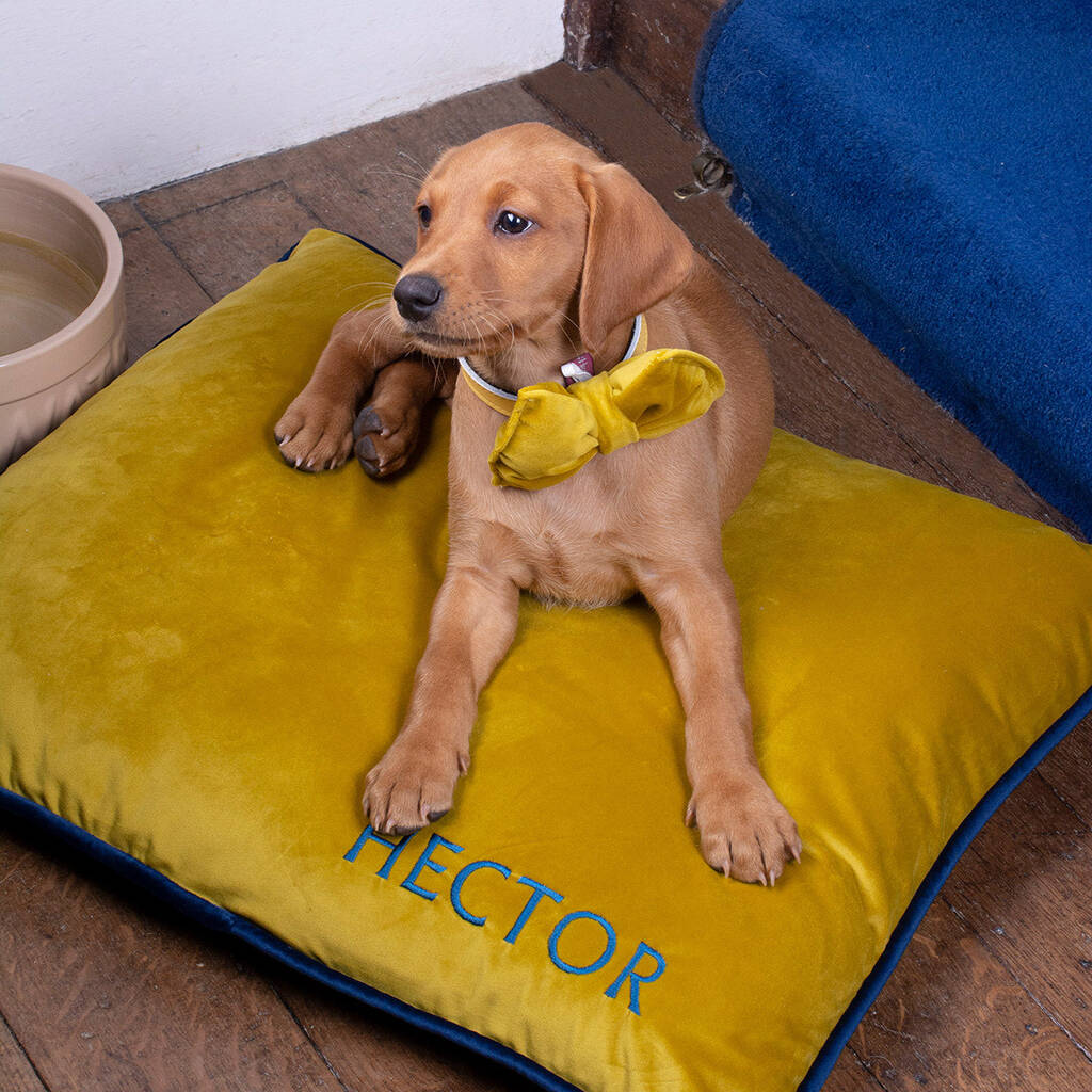 Personalised Pet Bed In Gold And Navy Velvet, 1 of 7