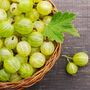 Gooseberry Plants, 'Invicta' In Two Litre Pots, thumbnail 1 of 4