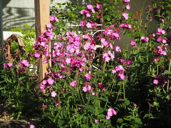 Butterfly Seedball Wildflower Tin Of 20 Seed Balls– Wildflowers To Attract Pollinators, 2 of 11