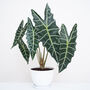 Houseplant Alocasia Amazonica 5 L Pot, thumbnail 1 of 2