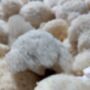 Fresh Lion's Mane Mushrooms A.K.A Hericium Erinaceus, thumbnail 3 of 3