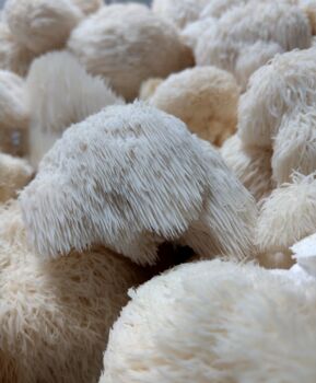 Fresh Lion's Mane Mushrooms A.K.A Hericium Erinaceus, 3 of 3