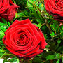 Luxury Red Roses Dozen Roses Premium Bouquet, thumbnail 4 of 7