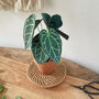 Mini Crystal Anthurium Potted Paper Plant, thumbnail 1 of 6