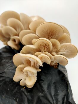 Oyster Mushroom Growing Kit – Gift Option, 10 of 12