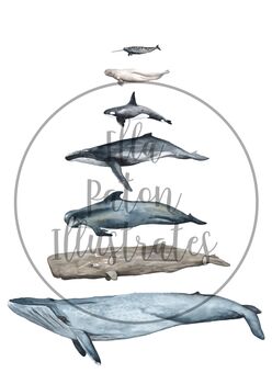 Whales Of The Ocean Print In Scale, 4 of 4
