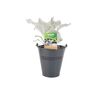 Senecio Angel Wings Plant In 2 L Pot – Silvery Foliage, thumbnail 3 of 7
