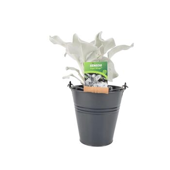Senecio Angel Wings Plant In 2 L Pot – Silvery Foliage, 3 of 7