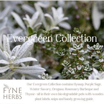 Evergreen Herb Collection, 3 of 12