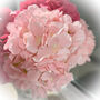 Hydrangea Without Leaf, thumbnail 3 of 3