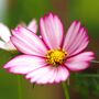 Happy Mothers Day Cottage Garden Seed Kit, thumbnail 6 of 10