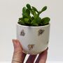 Plant Your Own Succulent Kit With Queen Bee Pot, thumbnail 4 of 5