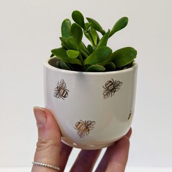 Plant Your Own Succulent Kit With Queen Bee Pot, 4 of 5