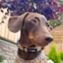 Woodland Badger Dog Harness, thumbnail 6 of 12