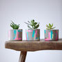 Bon Concrete Pot With Succulent Plant, thumbnail 4 of 5
