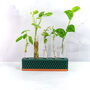 Propagation Station | Copper And Forest Green, thumbnail 1 of 4