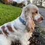 Milo's Blue Arrow Harris Tweed Dog Collar, thumbnail 4 of 8