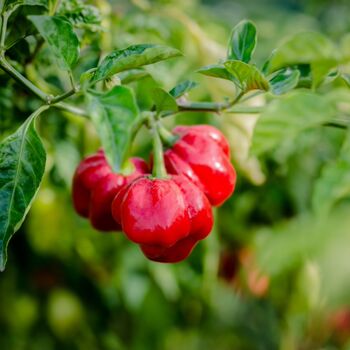 Chilli Plant 'Scotch Bonnet Red' 3x Plug Plant Pack, 3 of 8