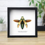 Metallic Banded Jewel Beetle Insect Bug Entomology Taxidermy Box Frame, thumbnail 1 of 3