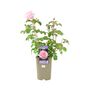 Bride And Groom Rose – Romantic Wedding Gift Plant – Free Standard Gift Wrap, thumbnail 4 of 7