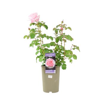 Bride And Groom Rose – Romantic Wedding Gift Plant – Free Standard Gift Wrap, 4 of 7