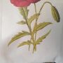 Poppy Illustration Print Cotton Shopper Tote Bag, thumbnail 2 of 5